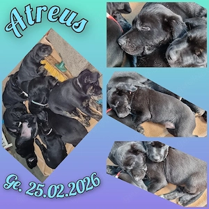 2 Süße Labrador Retriever Mix-welpen suchen ein Schönes Zuhause.