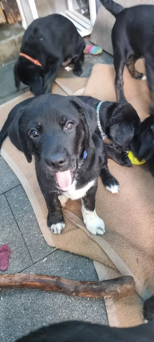 2 Süße Labrador Retriever Mix-welpen suchen ein Schönes Zuhause.