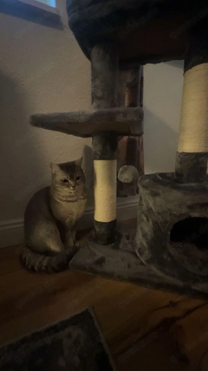 *Zuhause gesucht für unsere wundervolle BKH-Dame Lilli