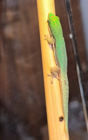 Phelsuma pusilla Zwergtaggecko