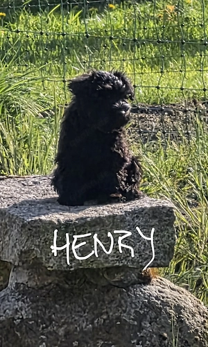 Zwergschnauzer schwarz 