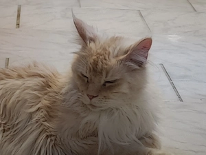 Maine Coon Katze in Creme 