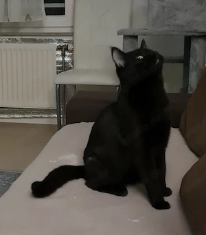 Luna   liebevolle Wohnungskatze sucht ein neues Zuhause