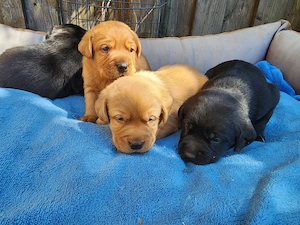 süße Labrador Welpen foxred schwarz braun mit Ahnentafel und EU Impfbuch