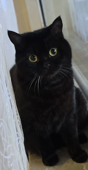 **Zauberhafte BKH-Katze  Fee  sucht ihr Für-immer-Zuhause 