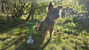 Deckrüde yorkshire terrier 