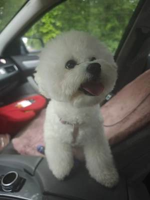7 Magnifique Krystalles Maltipoo
