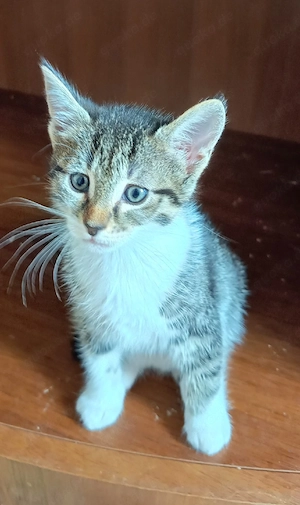 Kätzchen Katze Katzenbaby Kitten weiblich