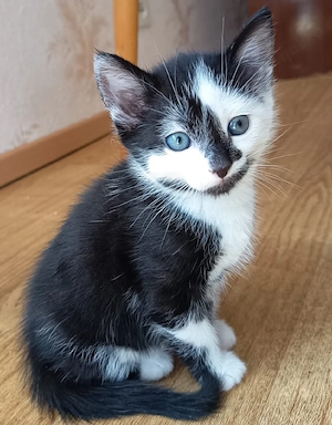 Kater Katze Katzenbaby Kitten männlich