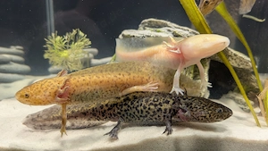 Axolotl Jungtiere BD frei