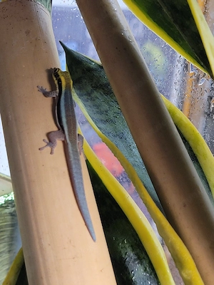 3.0 Phelsuma Klemmeri 
