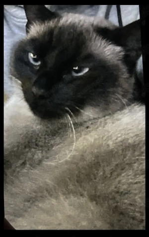 süße  katzen mädchen  2 jahre alt