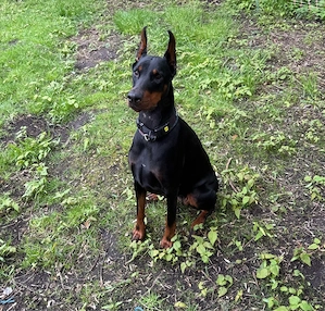 Liebevolle, aktive Dobermann-Hündin sucht verantwortungsvolles 5 Sterne Zuhause