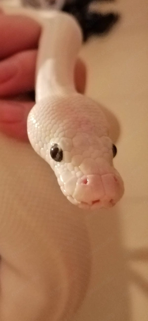 Python regius   Königspython Karma Bild 2