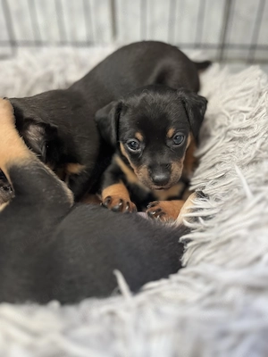 Zwergpinscher Pinscher Mix Rüde Welpe Deutscher Pinscher Mix