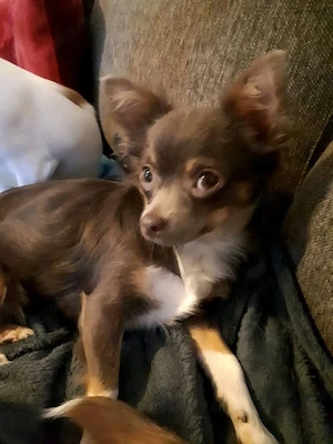 Chihuahua Hündin Chakira 