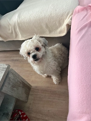 shit-tzu Mix 