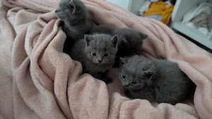 britische Kurzhaar katzen 