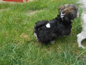 Süsse Havapoo  Maltipoo Welpen (Bolonka ähnlich) Abgabebereit Bild 2