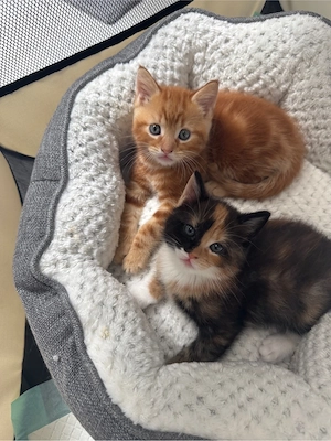 Main-coon mix kitten