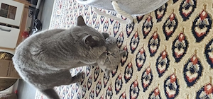Britisch Kurzhaar Kitten zu verkaufen