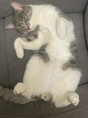 Freilaufkater sucht neues Zuhause