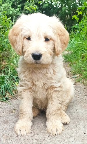 Labradoodle Welpen F1 blond und schwarz mit Ahnentafel suchen ihre Lieblingsmenschen