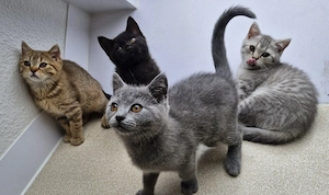 Abgabebereit Britisch kurzhaar Kitten Bkh    