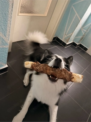 Samojede Mischling mit husky malamute Deckrüde