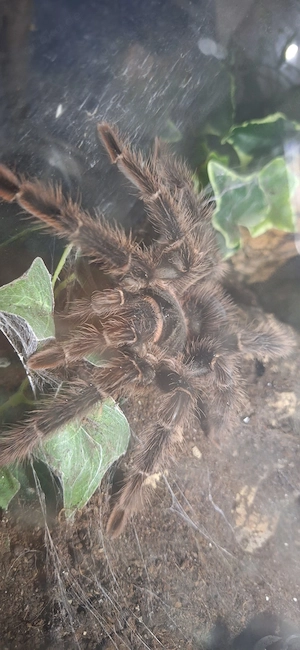 Lasiodora parahybana 0.1 adult  Bild 4