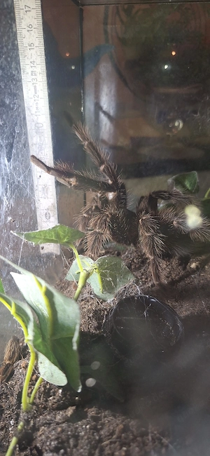 Lasiodora parahybana 0.1 adult  Bild 2