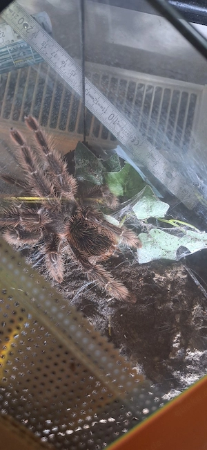 Lasiodora parahybana 0.1 adult  Bild 3