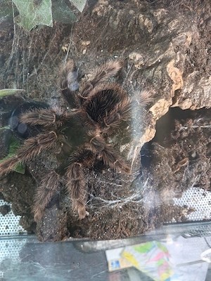 Lasiodora parahybana 0.1 adult 