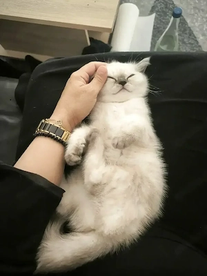 BKH Kitten 
