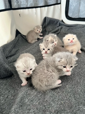 süße reinrassige BKH- Kitten ab anfang Juli abzugeben