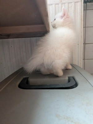 Weiße Katzen babys abzugeben