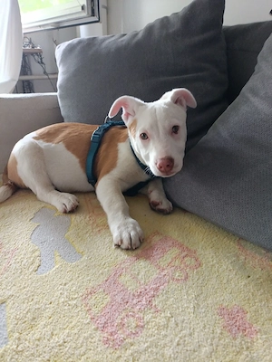 Terrier Mix