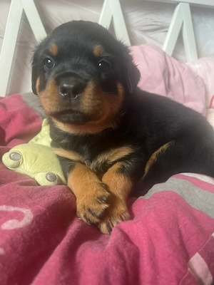 Rottweiler Welpen
