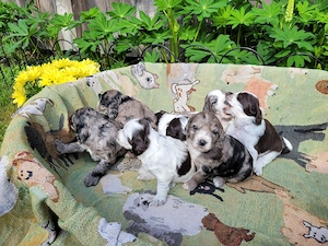 Cockapoo Welpen Harlekin-Merle