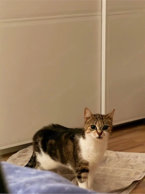 BKH Katze (weiblich, 7 Jahre alt, nicht kastriert) sehr liebevoll