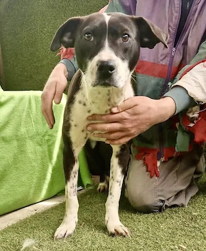 Dotty....verschmuste Hündin sucht ihre Menschen