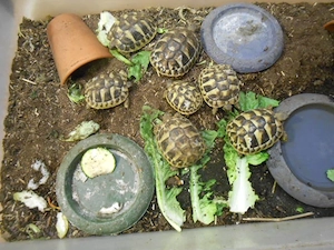 griechische landschildkröten