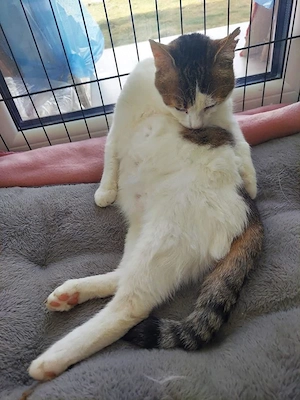 liebevoller Kater Sonic sucht ein tolles Zuhause Bild 8