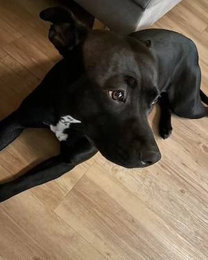 Verschmuste Hündin Bella - 3 J. sucht Zuhause