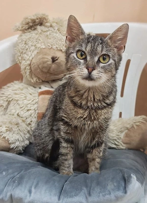 super anhängliche junge Katze Julia sucht ein tolles Zuhause