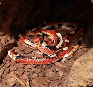 Mexikanische Königsnatter Bock   Lampropeltis mexicana