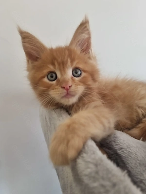 XXL Maine Coon Kitten Reinrassig