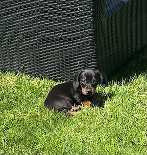 Dackel Welpe männlich Black and Tan