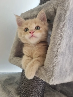 XXL Maine Coon Kitten Reinrassig