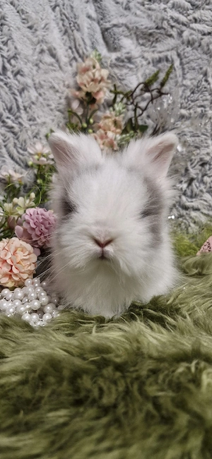 megasüsse kleinbleibend Zwergkaninchen,Teddy Löwenkopfzwerge